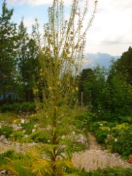 2013-08-18_Regina-F-Rau_Schachen_Blumen  (058).JPG
